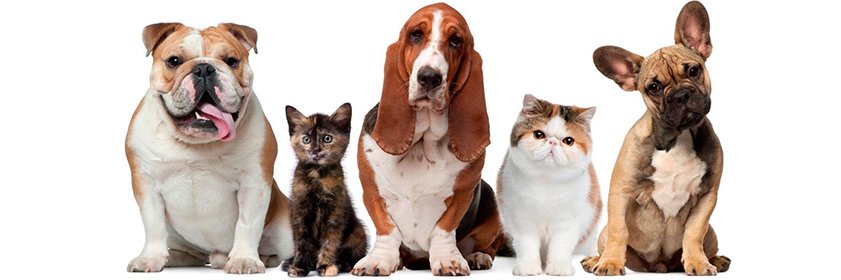 MASCOTASSHOP's profile banner image