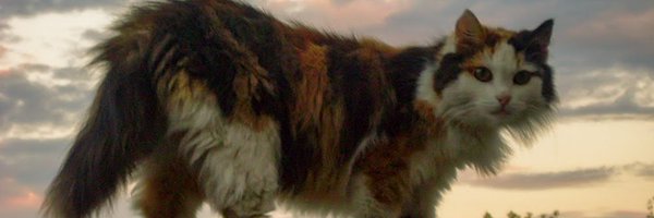 DaRuWasHere Profile Banner