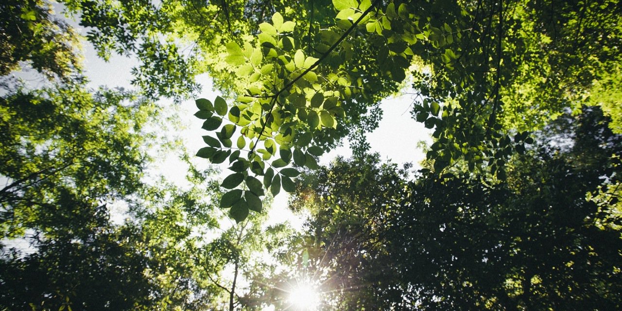 LillykinsJordan's profile banner image