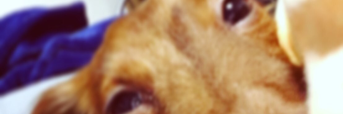disaster_ryo_ba's profile banner image