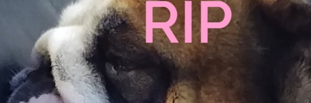 FatsoBigSINGH banner