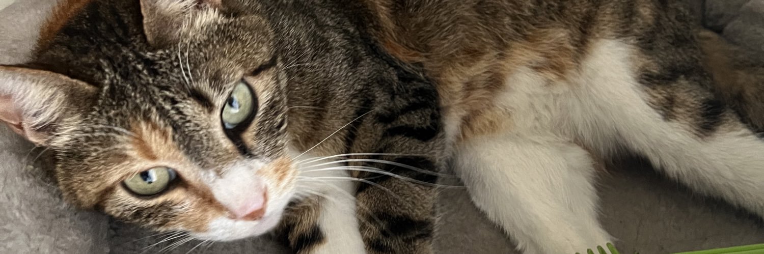 MorningAsahi's profile banner image