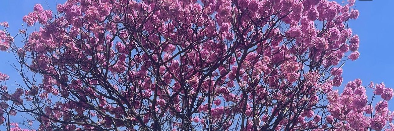 Carolina Fernandes banner