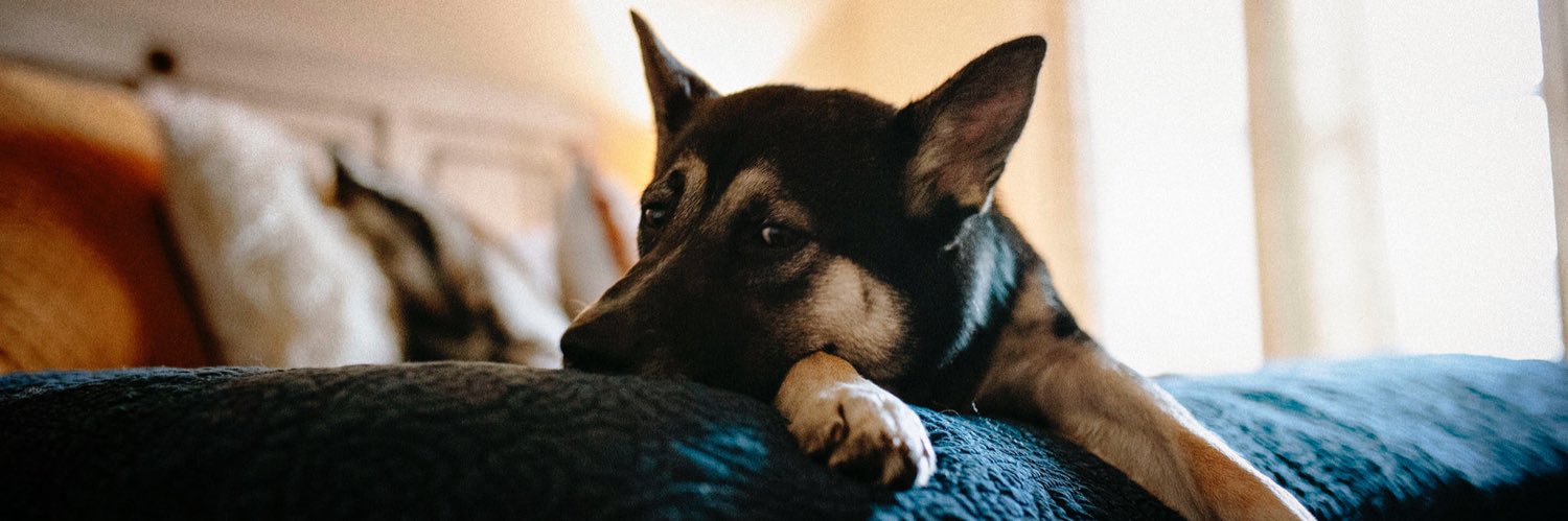 Saylor Dane McClish banner