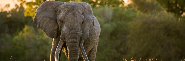 EarthRangerTech Profile Banner