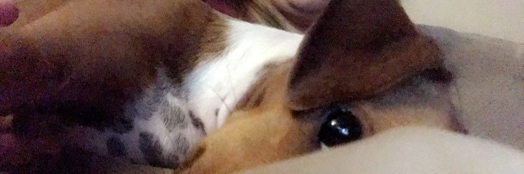 SierraRaex3's profile banner image