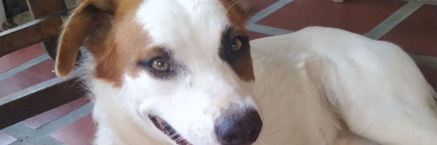 Delboke's profile banner image