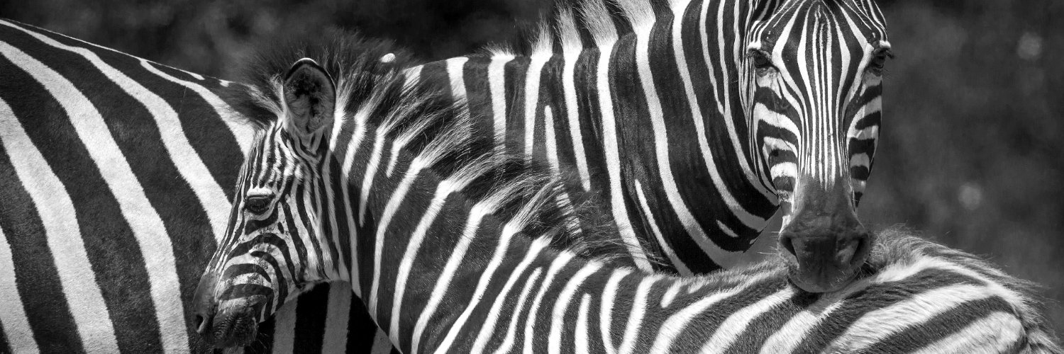 cucdano π² 🦇 banner