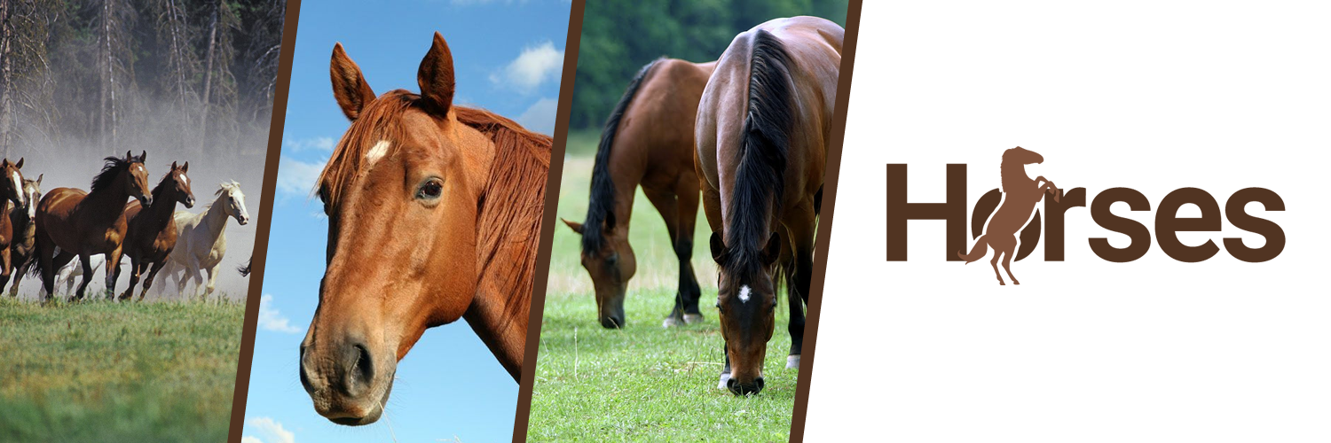Horses banner