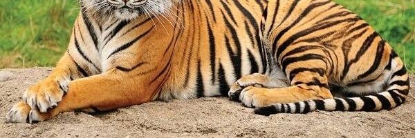 AMAN KHAN Vaissel 9️⃣ 💚🌙 ❤️ Memecoin banner