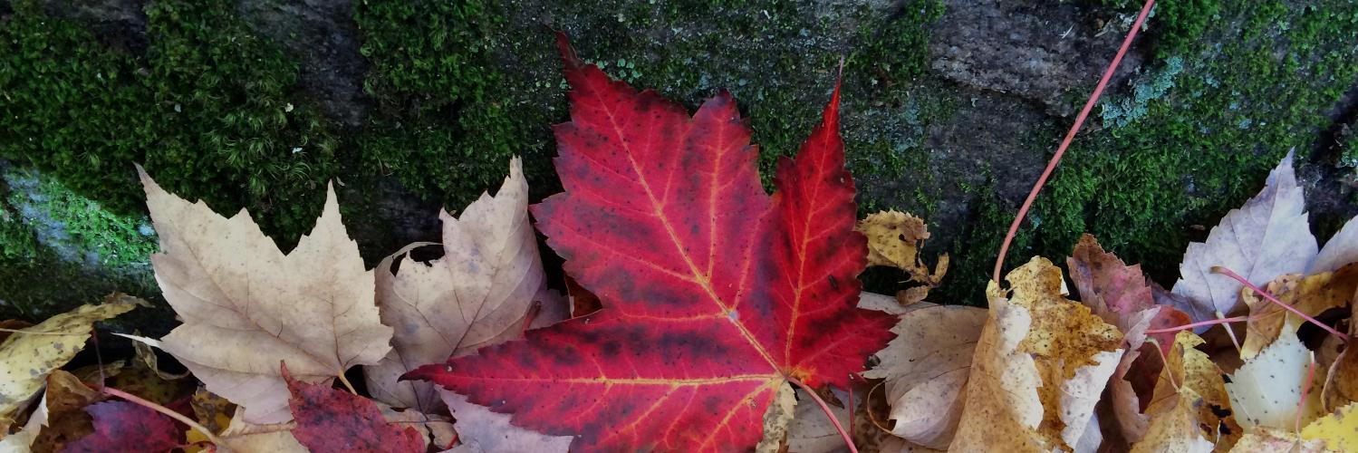 Matthew Oliveira banner