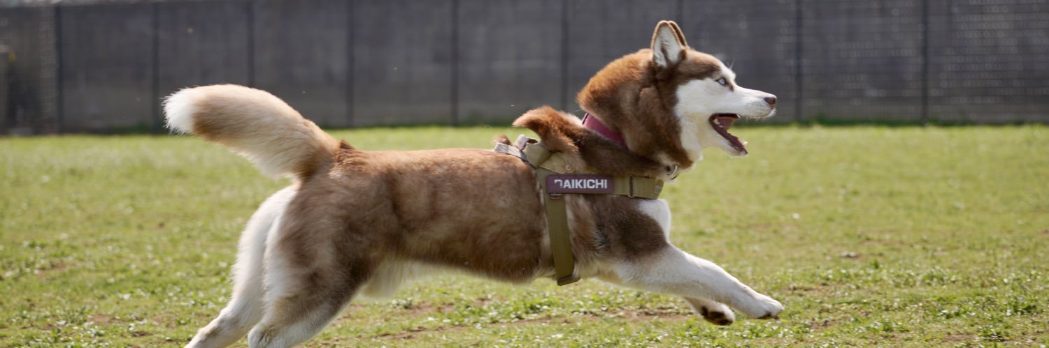 シベリアンハスキー大吉♂ banner