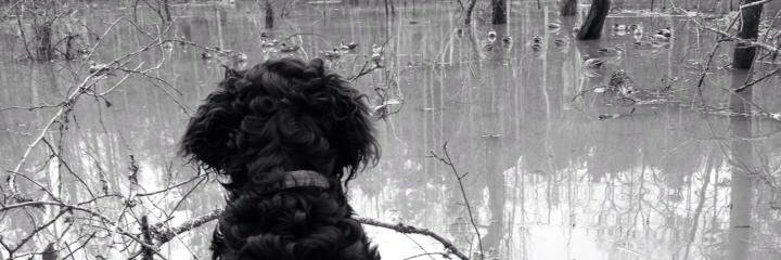 Ztatum's profile banner image