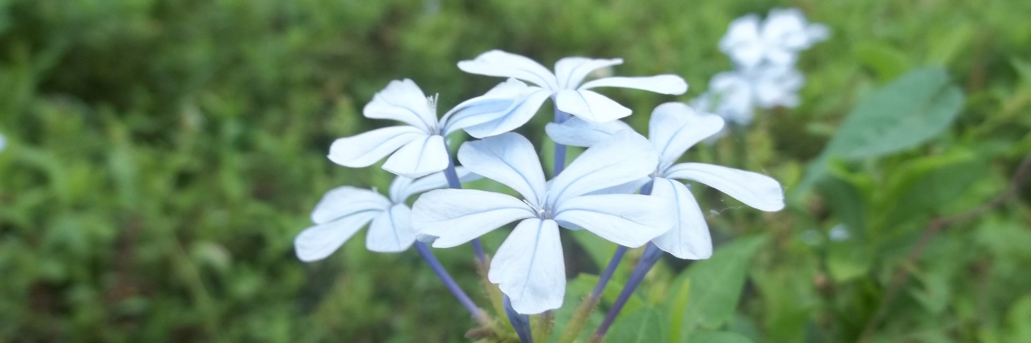 SunandaSinha_4U's profile banner image