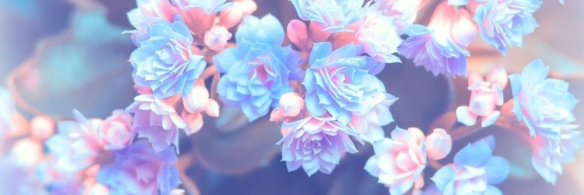 _AllisonSilva's profile banner image