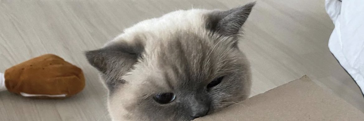 tonwaan's profile banner image