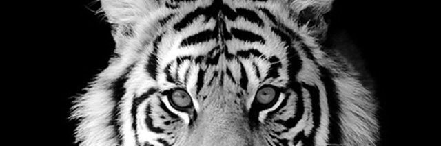 ωιяα αgυѕ banner