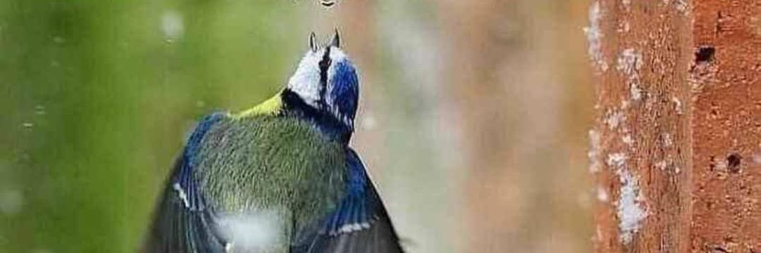 ابو كرم banner