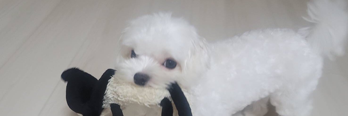 inukk0's profile banner image