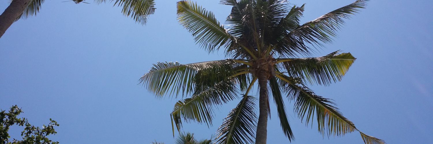 carolinaborras's profile banner image