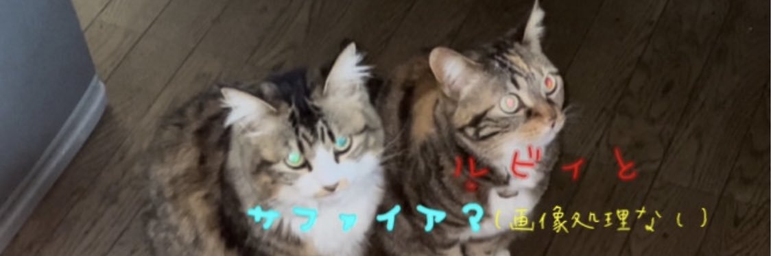 ゲドっち🎈ただのゲド's banner