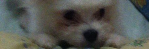 Rannrandy's profile banner image
