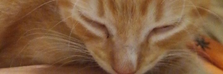stipittont's profile banner image