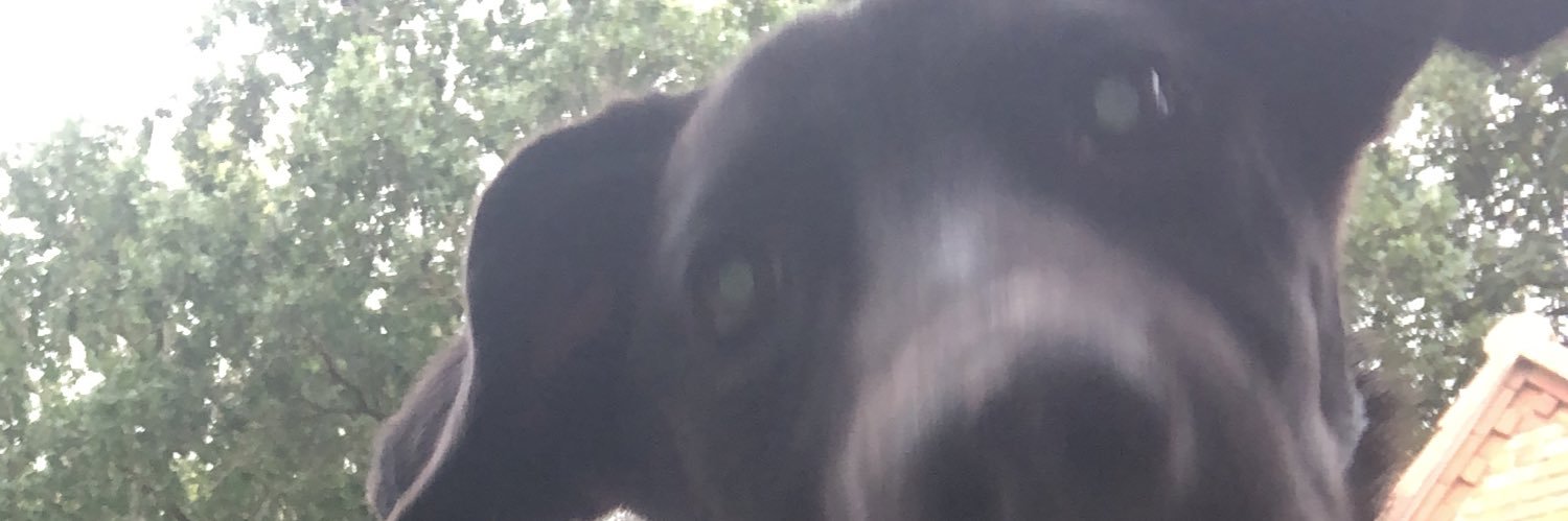 Norfolk Wood Dog banner