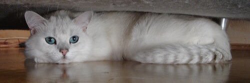techikoo's profile banner image