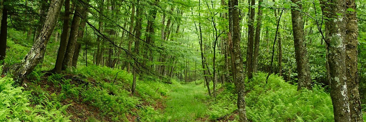 DebdenHouse's profile banner image