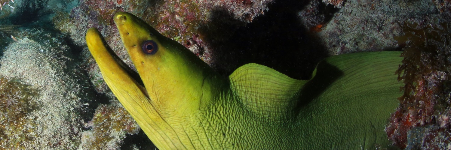 AquaticFlapper🍉🐟🦖🦜🧜🏼‍♀️🧜🏾‍♂️(Mermaid Arc) banner