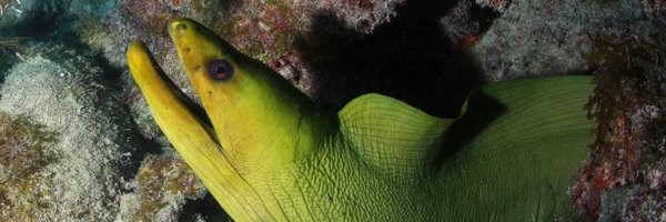 AquaticFlapper Profile Banner