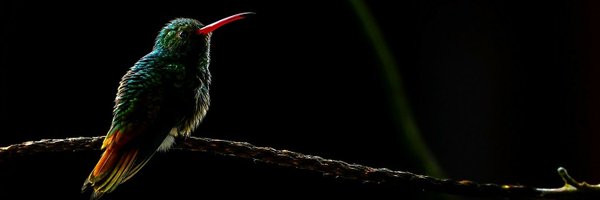 KristhianCastro Profile Banner