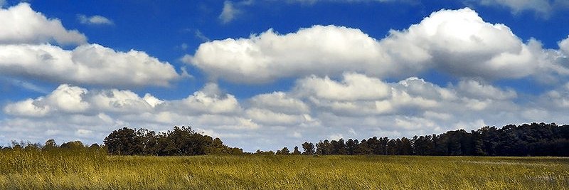 Erin Elizabeth Little banner