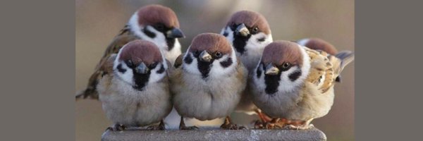 SparrowHourly Profile Banner