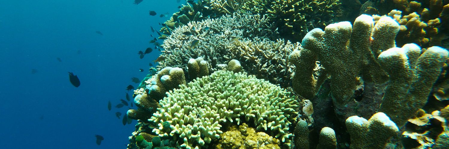 Frans sudah beristri banner