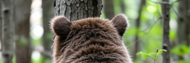 モフモフちゃん banner