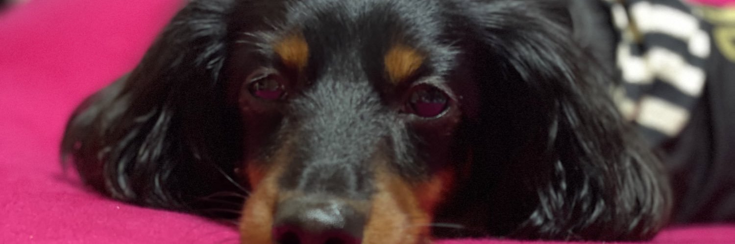 LilyBell0819's profile banner image