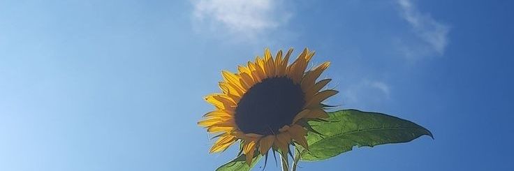 LauchiMz's profile banner image