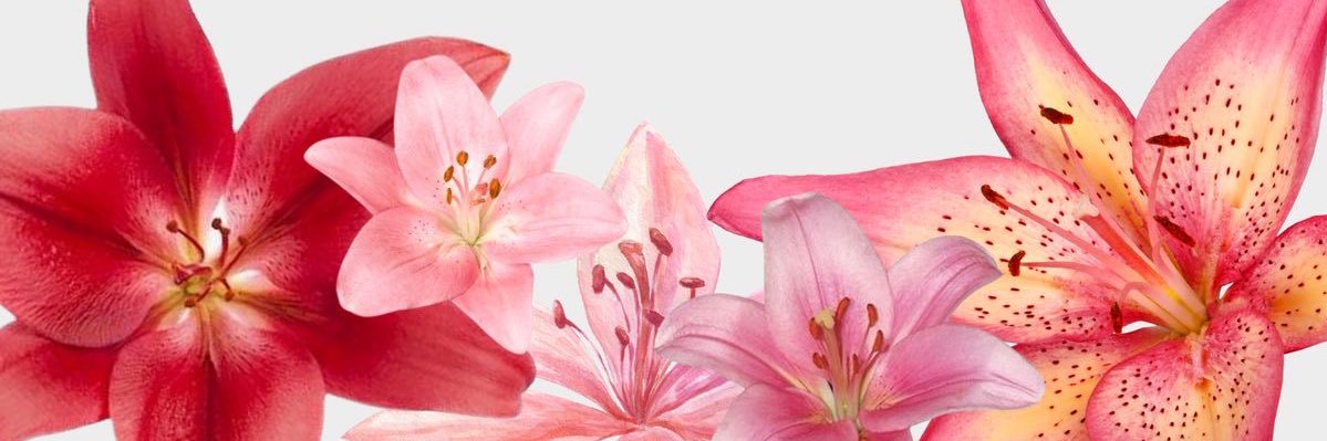 luiza banner