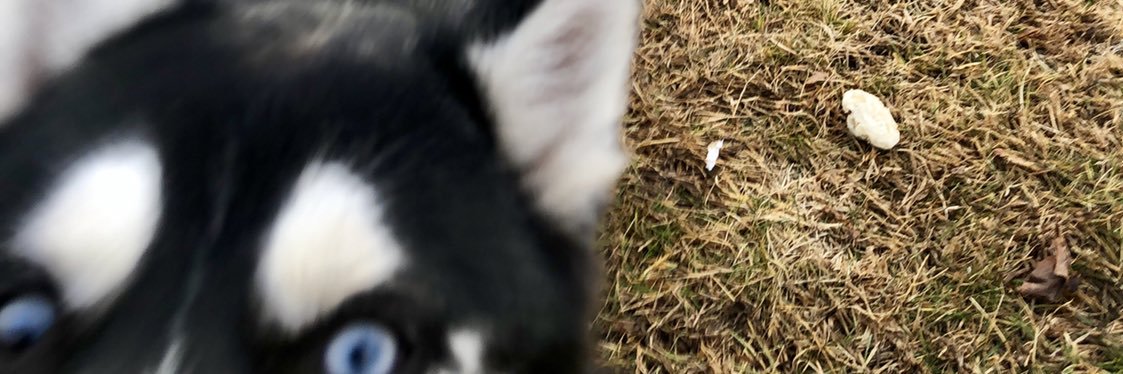 BedollaNorbert's profile banner image