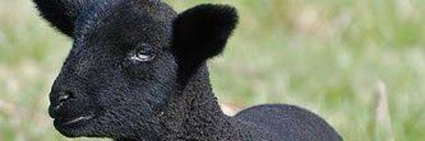 koksied Profile Banner