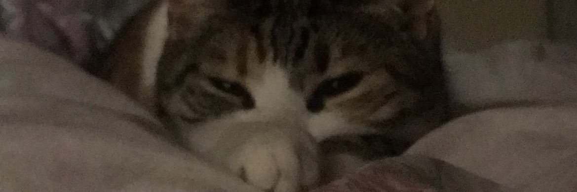 biberwmozarella's profile banner image