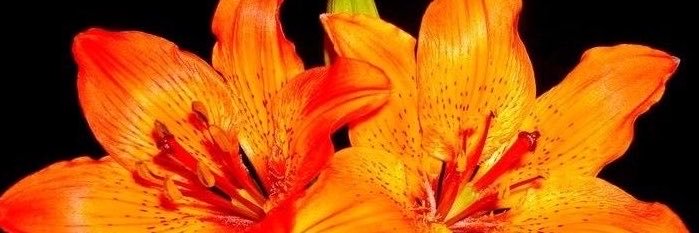 soymieldeabeja_'s profile banner image