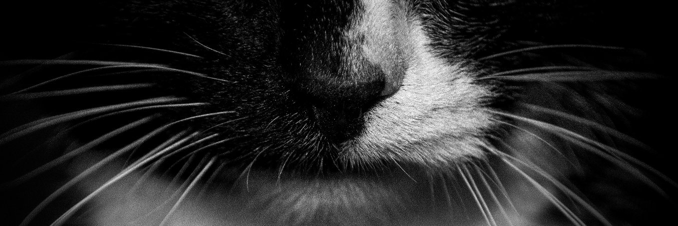 post_antone's profile banner image
