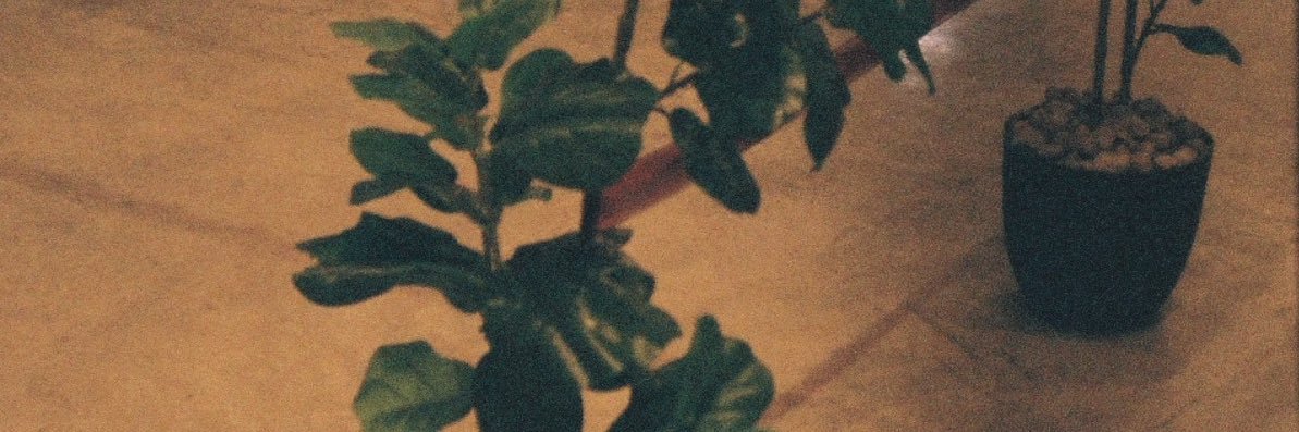 PPchubK's profile banner image
