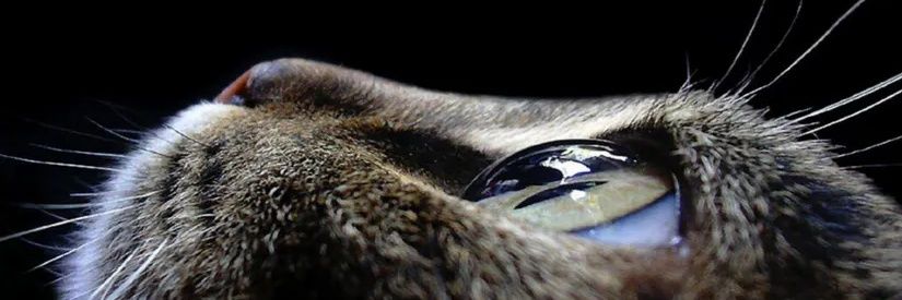 Ayşe Gül banner