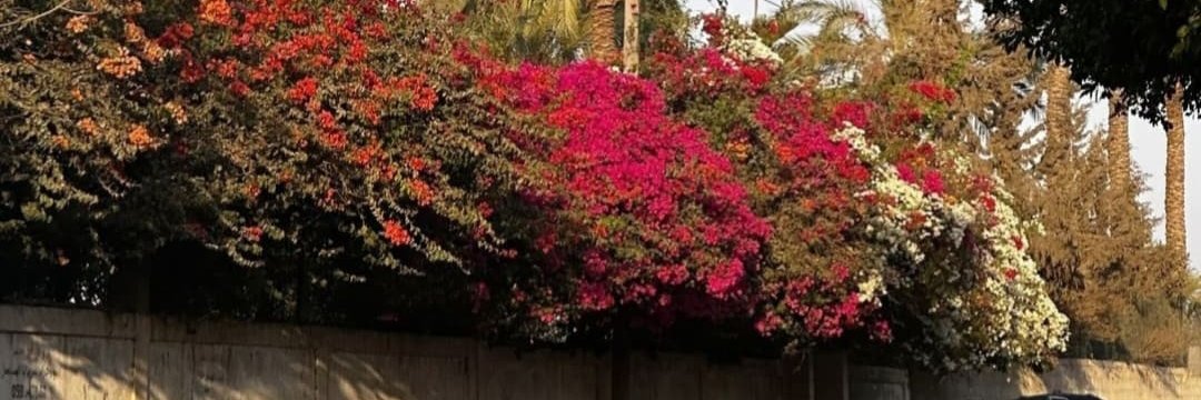 Gaza ❤️ غزة هاشم banner