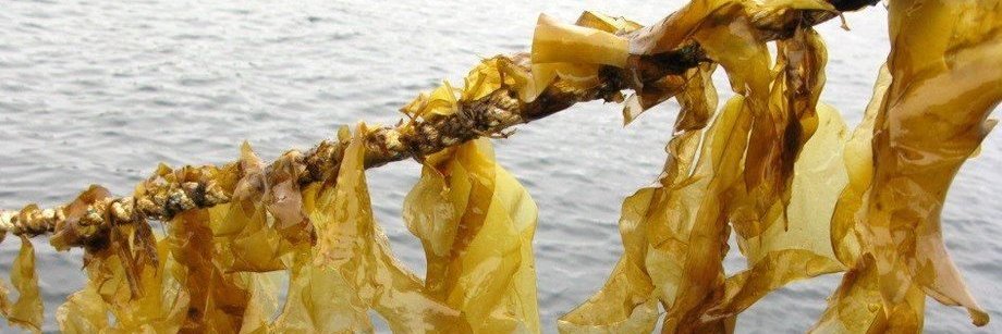 Green Ocean Seaweed Farming banner