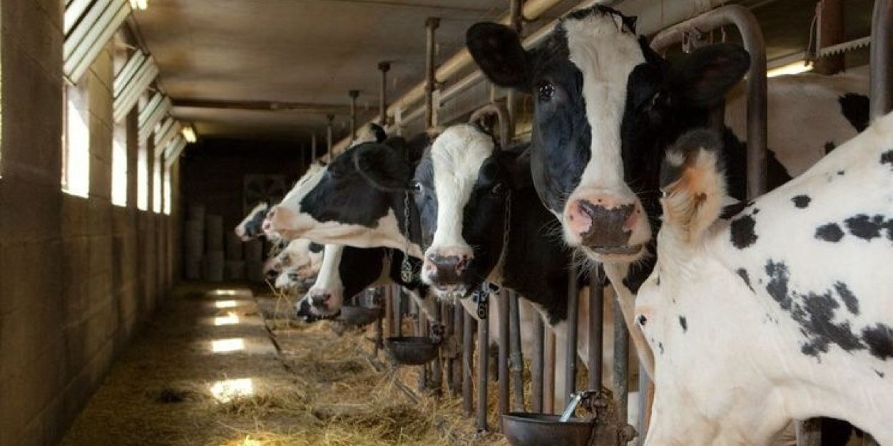 CooksFarmDairy's profile banner image